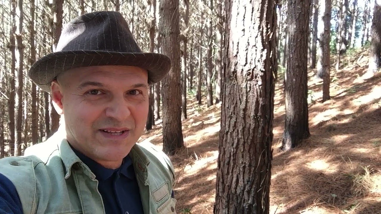 Por que PLANTAR PINUS