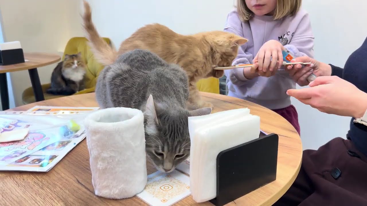котокафе,лебеді..чудовий вид
