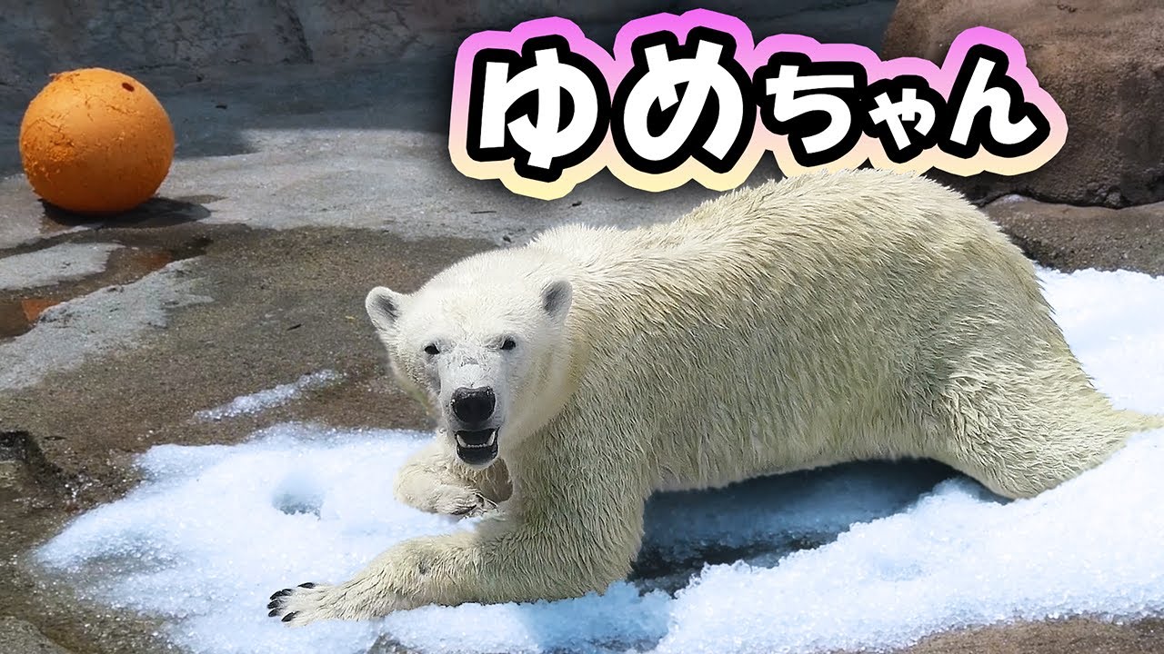 ゆめ 王子動物園｜Polar bear ホッキョクグマ シロクマ｜しろくまTV