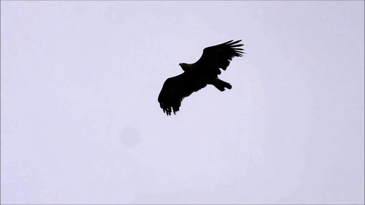 Very Rare: Steppe Eagle / Erg Zeldzaam: Steppearend (Aquila nipalensis)