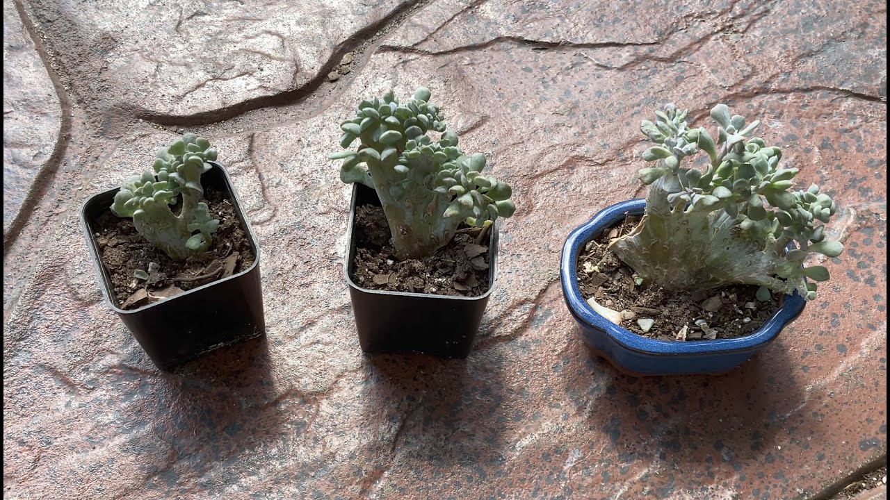 How to separate crested succulents