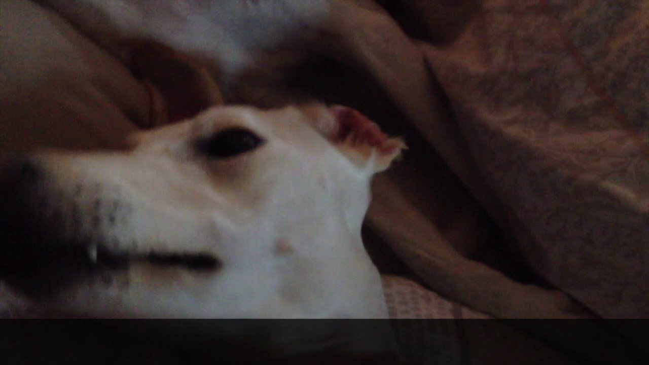 ASMR Pet Video Is Your Dog Nail Biting As Loud As ThiS?