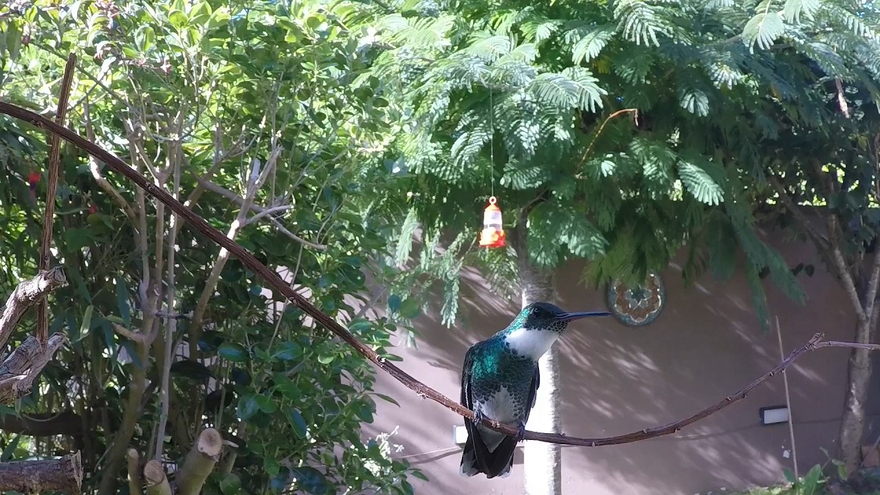 Hummingbird TV for Cats and Bird lovers (47 Minutes). #colibri #ハチドリ #beijaflor #колибри #picaflor