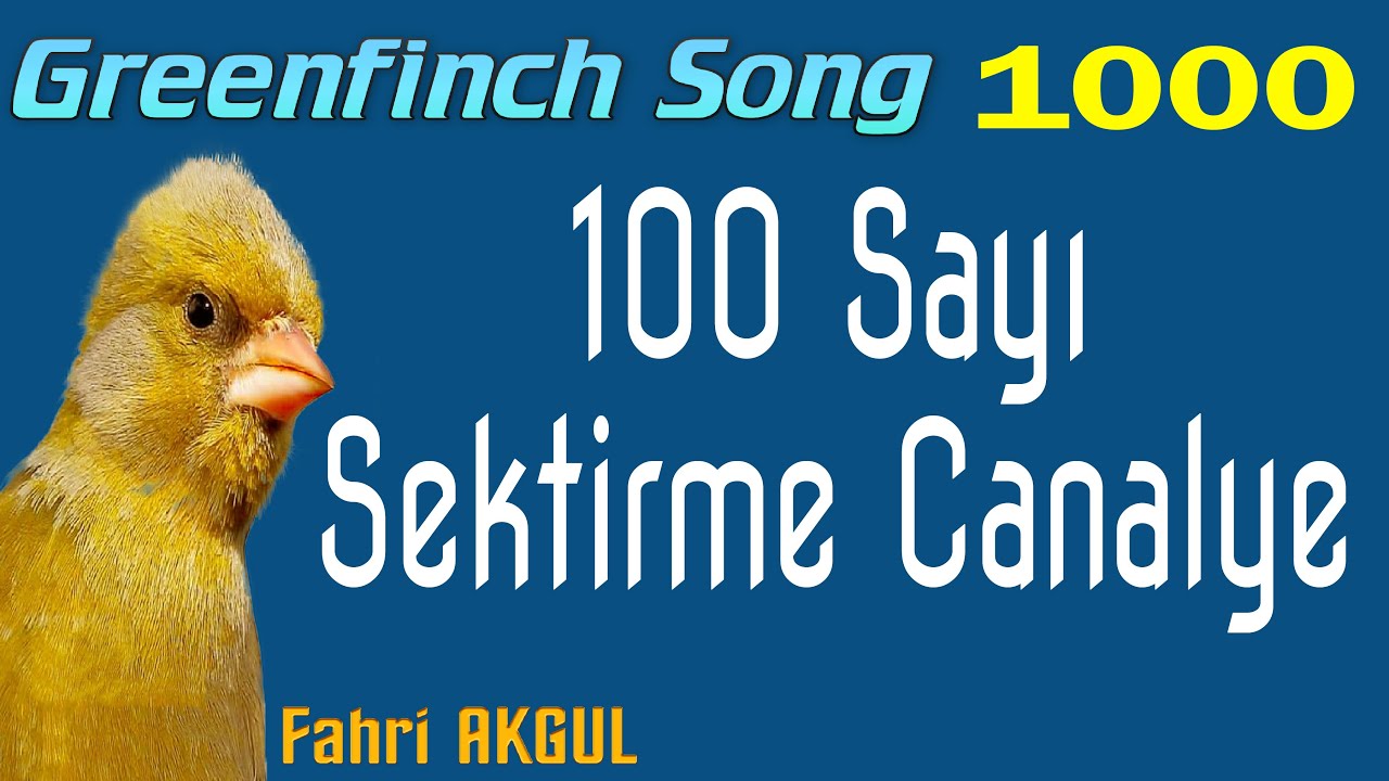Flurya Kuşu Ötümü 1000 - 100 sayı Canalye Makarası irfan Kuş (Fahri AKGÜL)