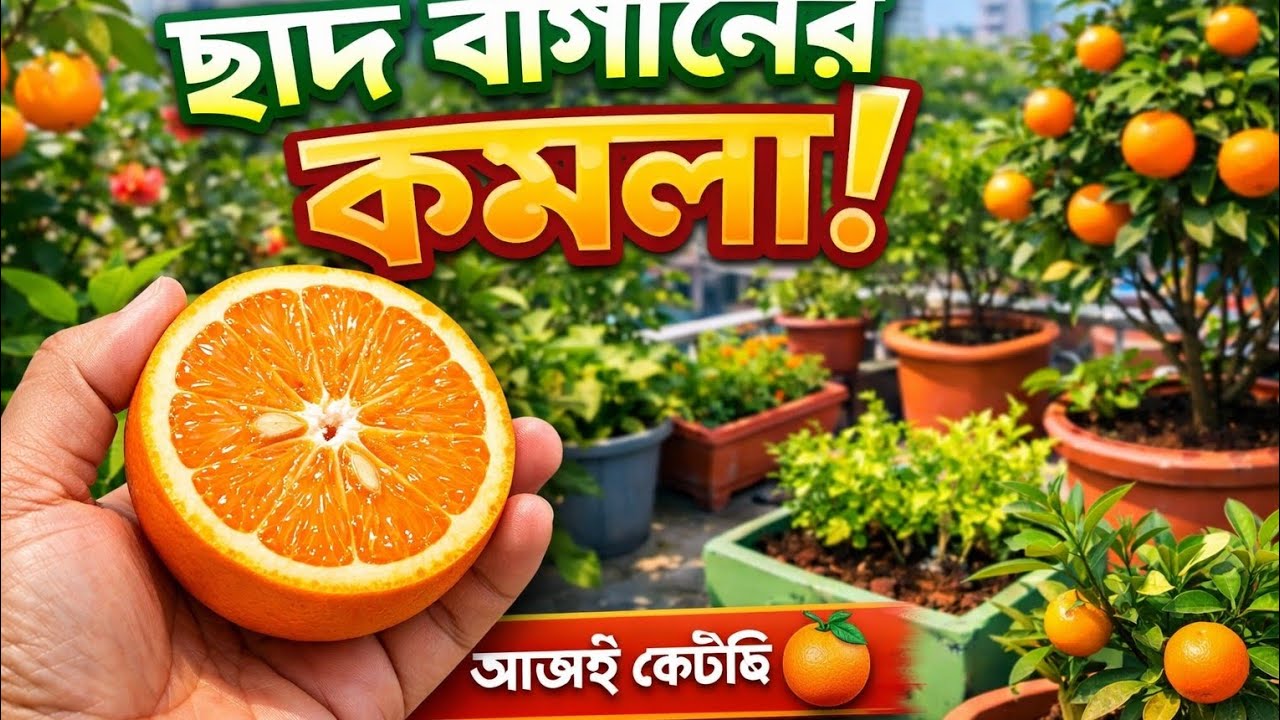  জাপানের বিখ্যাত কমলা 🍊  কেন এত মিষ্টি ও জনপ্রিয়? | Japanese Mikan
