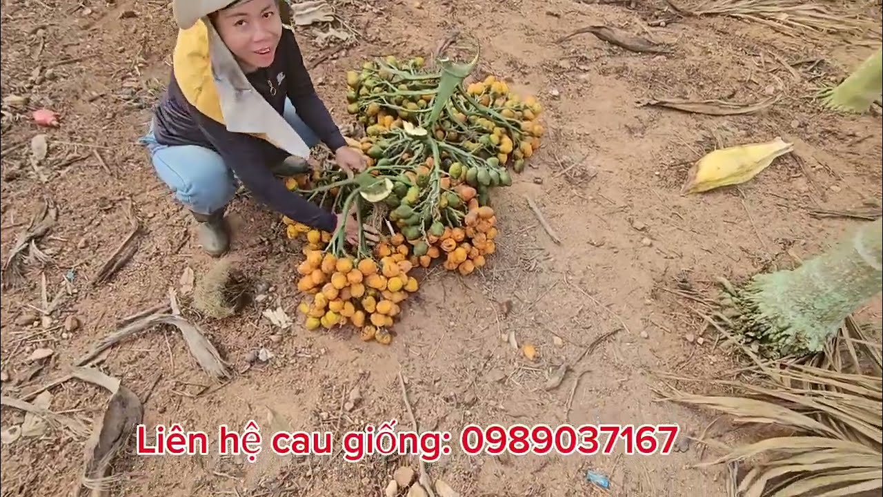 Hái cau giống cho khách Quảng Ninh và Hải Phòng. Xứ sở cau còn mê!