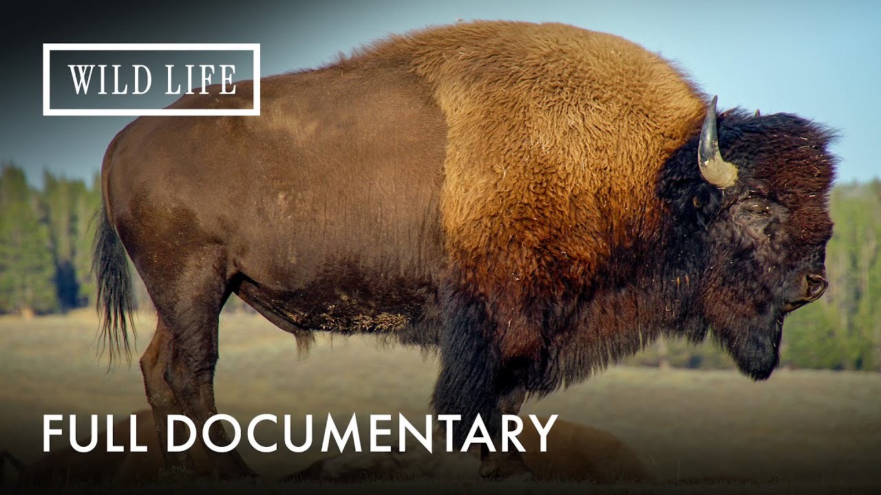 Rewilding America with Buffalo | Return Of The Buffalo | Full Documentary