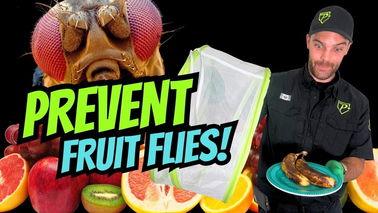 Trap & Kill Fruit Flies Fast With This Tip