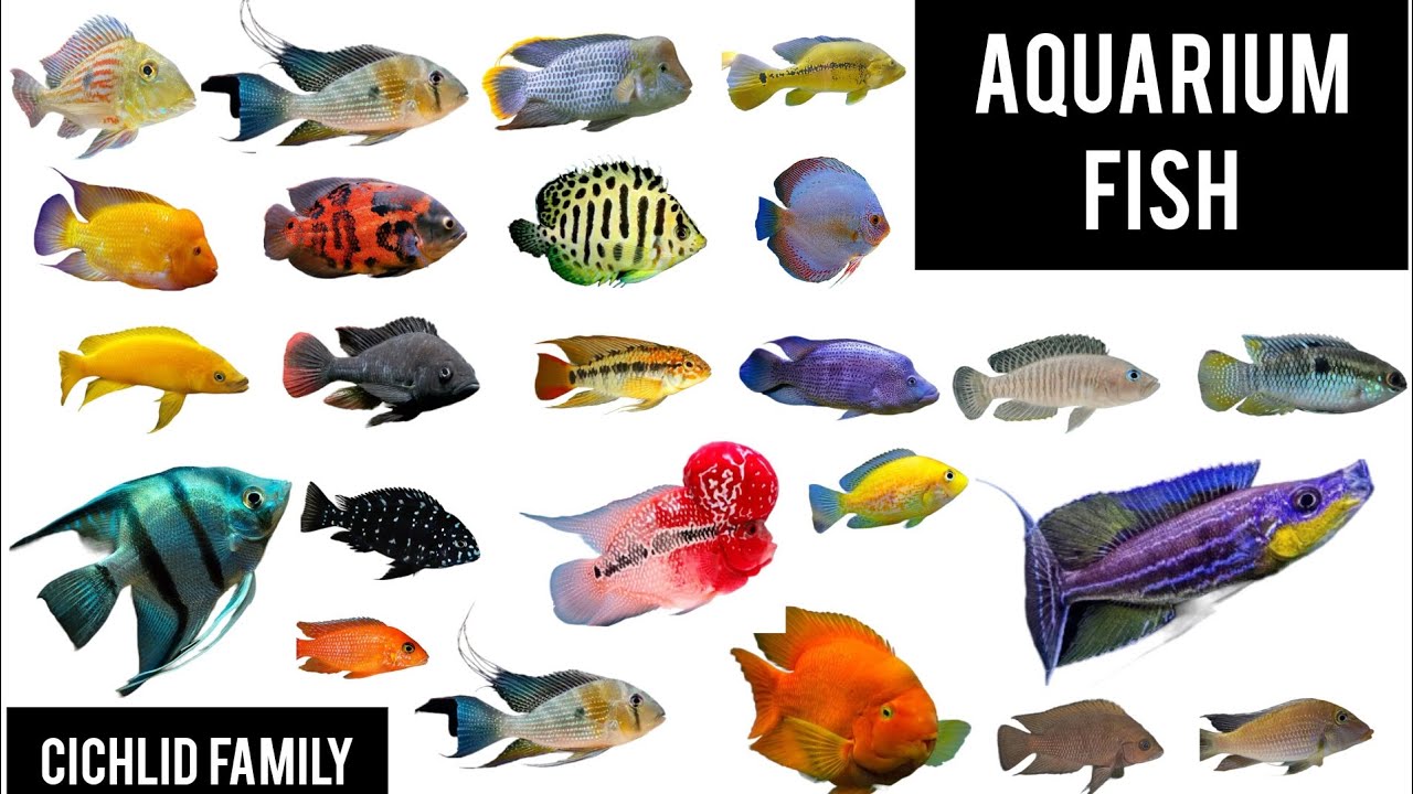 Names of Aquarium Freshwater fish species (CICHLID FAMILY)