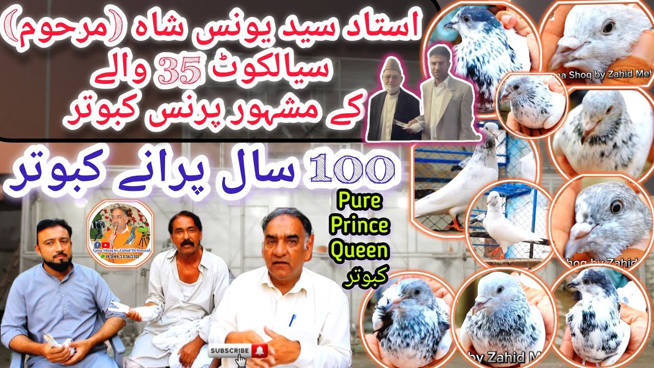 Ustad syed younas shah 35 wale kay prince kabutar |original 35 walay kabootar|100 year's old pegions
