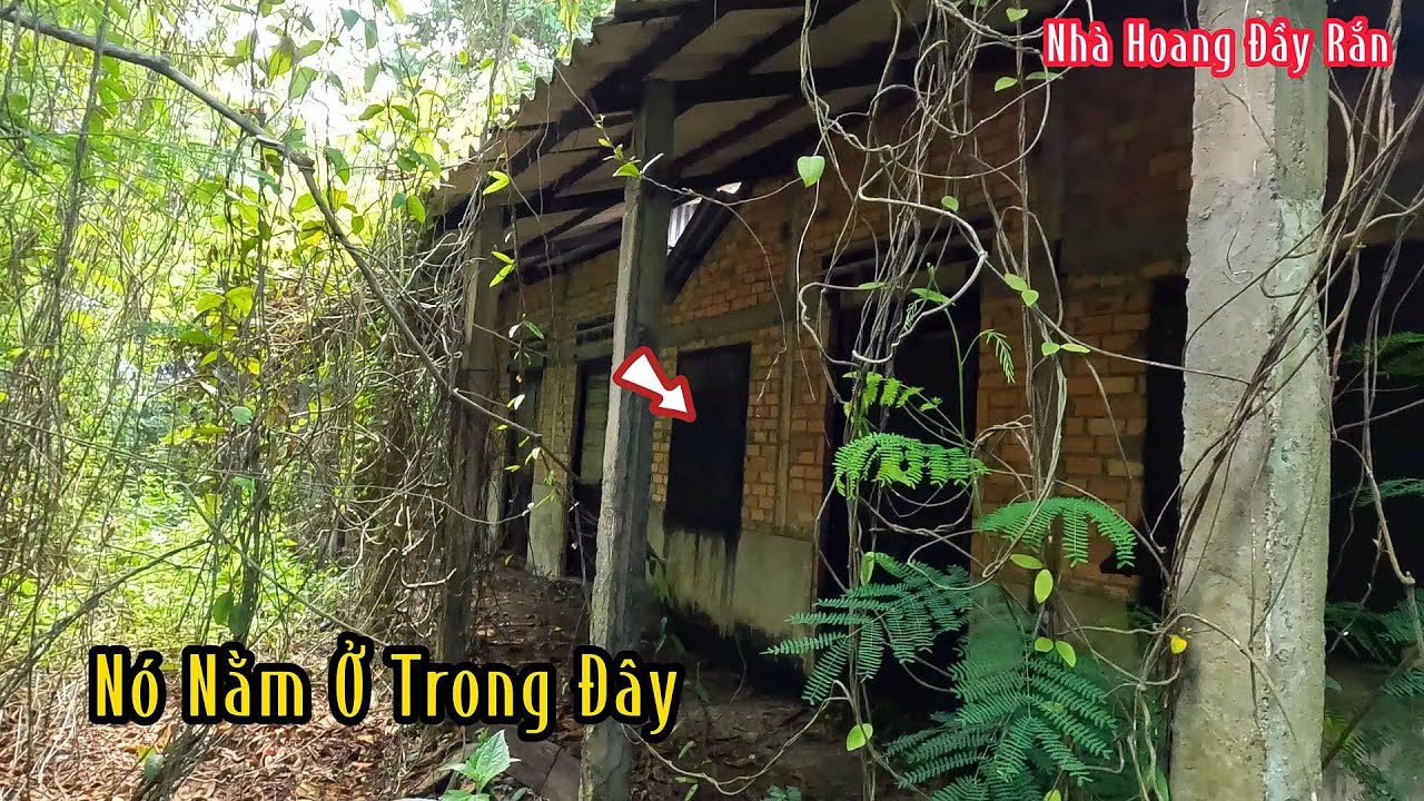 Cặp Rắn Độc Nằm Ngay Ngôi Nhà Bỏ Hoang Giữa Rừng Linh Thiên | Mười Thương Săn Bắt
