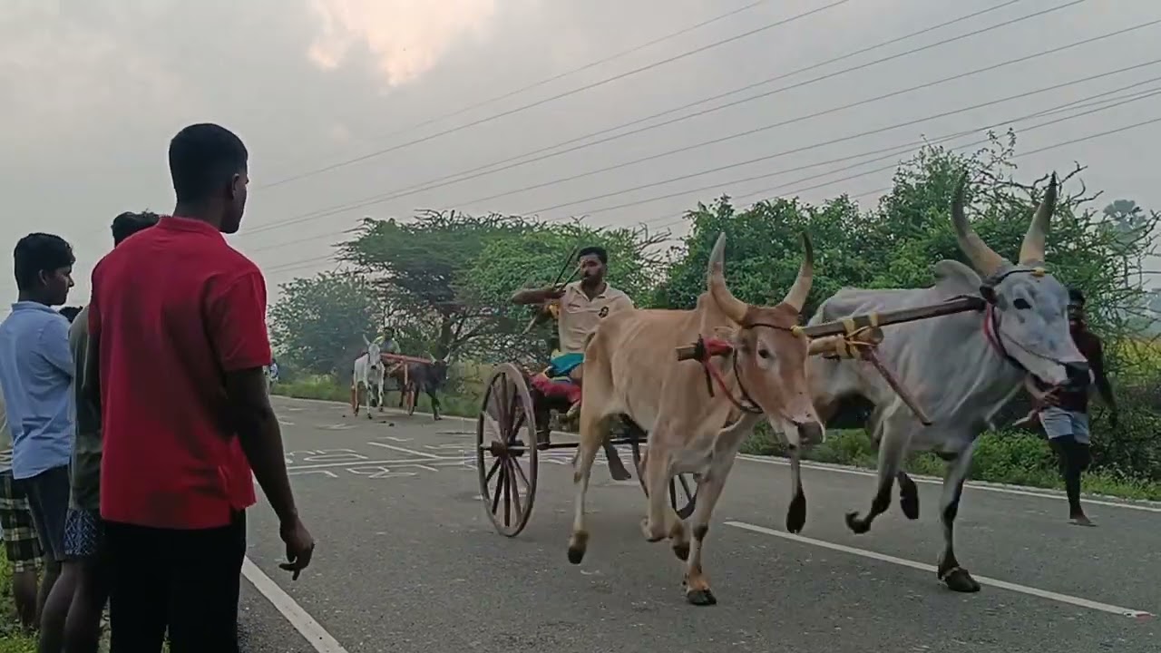 தூத்துக்குடி எப்போதும் வென்றான் மாட்டுவண்டி பந்தயம் 