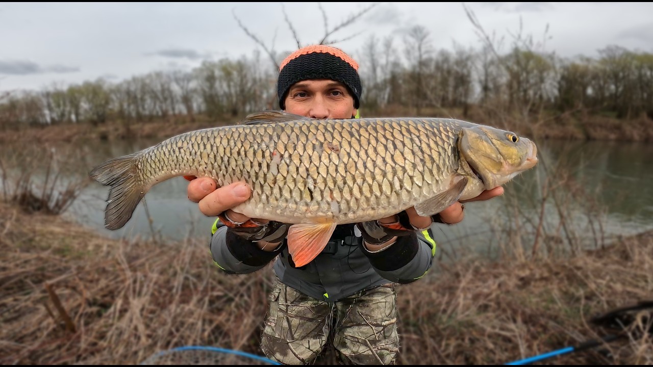 Mętna woda i zimno&hellip; a jednak siadł KLEŃ 51 cm