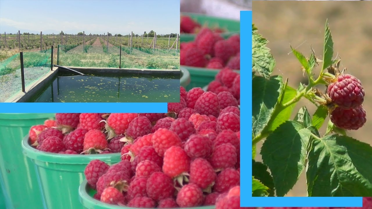 Բոլկա, կարամելկա, կորոլևսկի․ինչ սորտերի ազնվամորի է աճում Արմավիրում