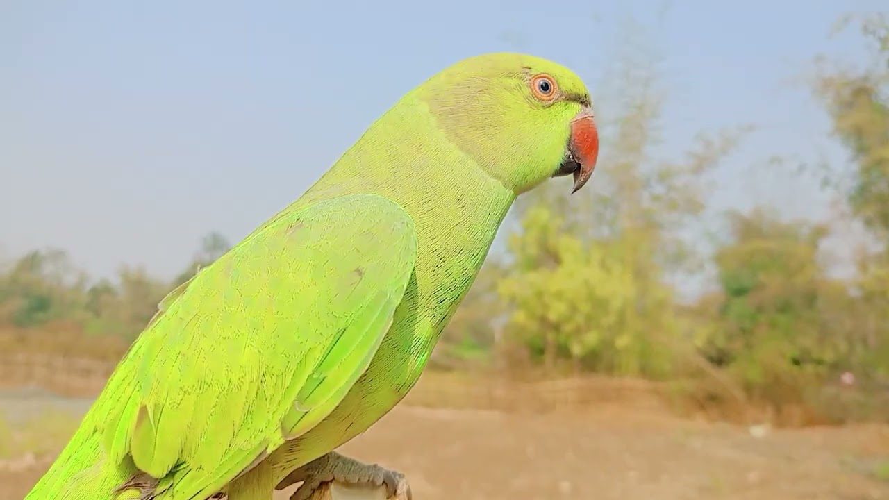 Mitthu beta ll Mitu taking cute parrot 😱 Sundar voice ll Mitu taking video 😘