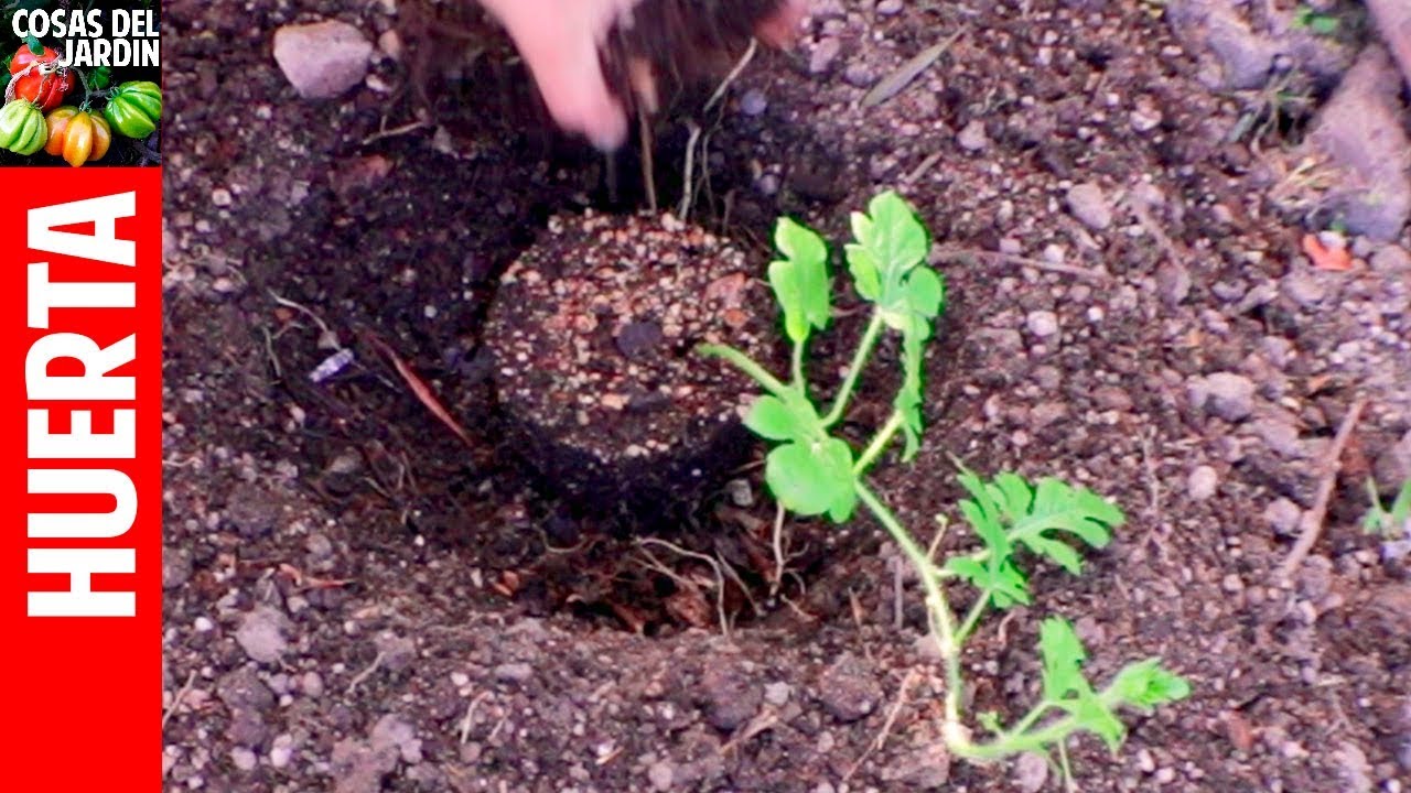 Cultivo de Sandía - Parte 2 - transplante, suelo ideal y otros temas muy importantes