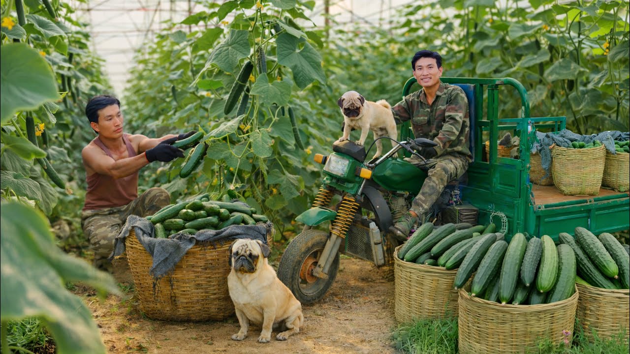 Cook Banana Blossom Salad With Pig Ear – Harvest Full A Trucload Of Long Cucumber Sell At The Market