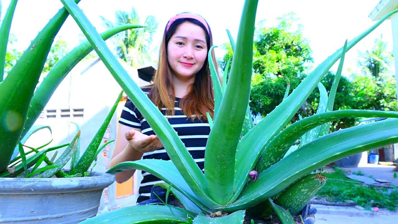 Yummy Aloe Vera Jelly Cooking - Aloe Vera Jelly - Cooking With Sros