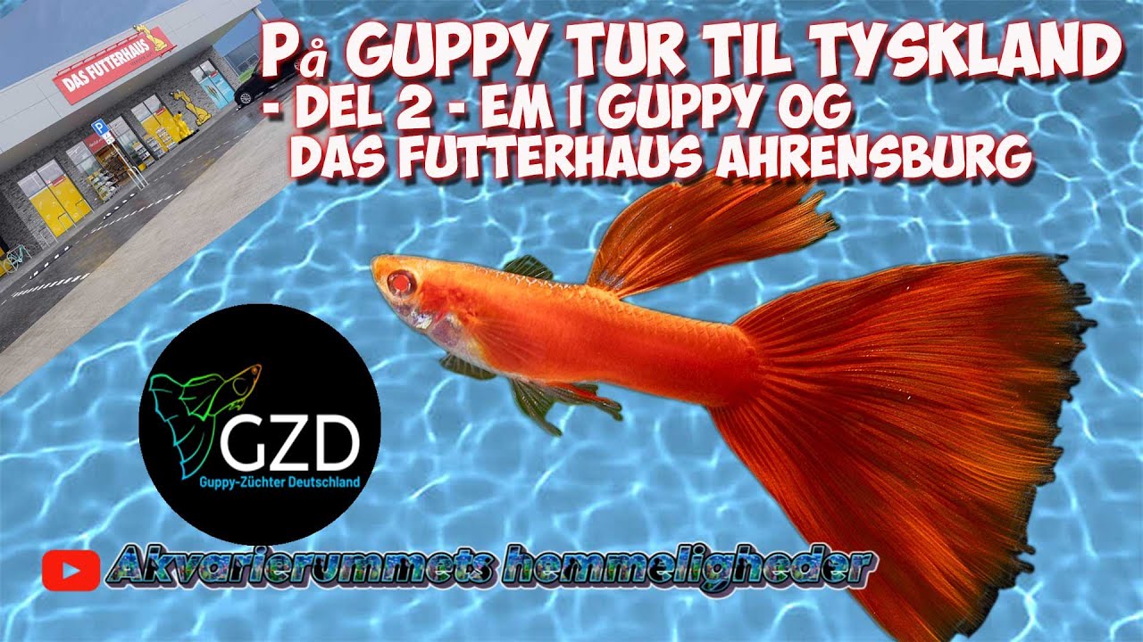 Guppytur del 2
