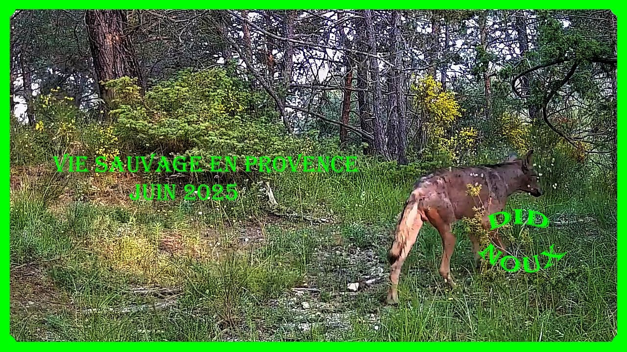Faune sauvage en Provence Juin 2025