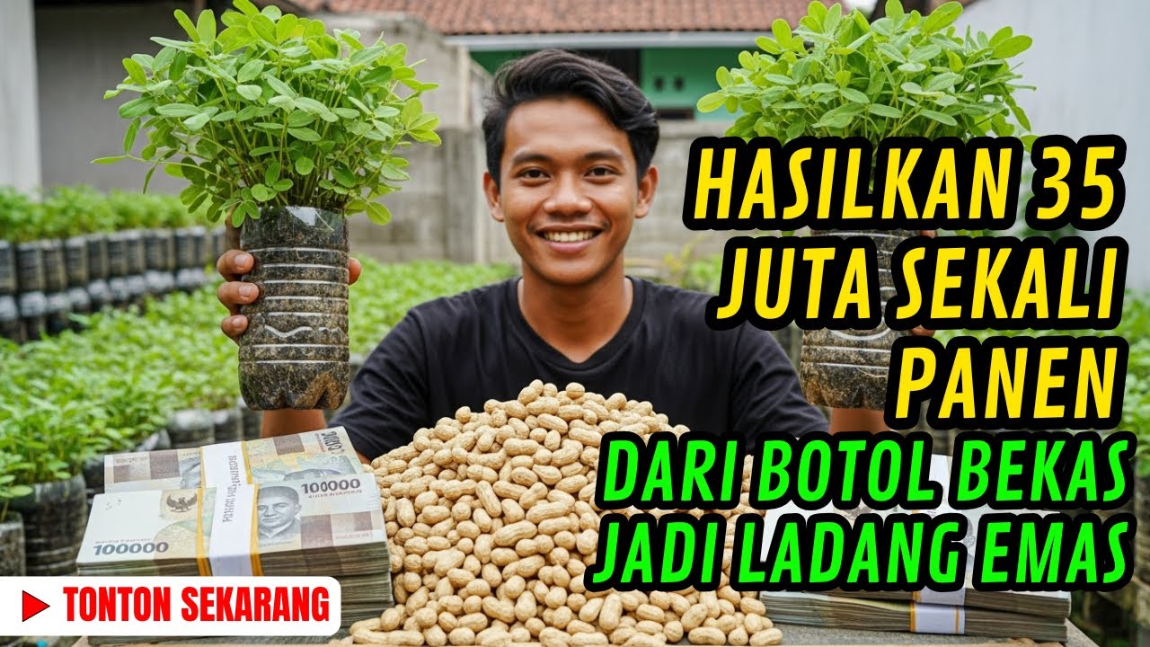 NGGAK NYANGKA! Kacang Tanah di Botol Bekas Bikin CUAN PULUHAN JUTA. Pemula Wajib Tahu!