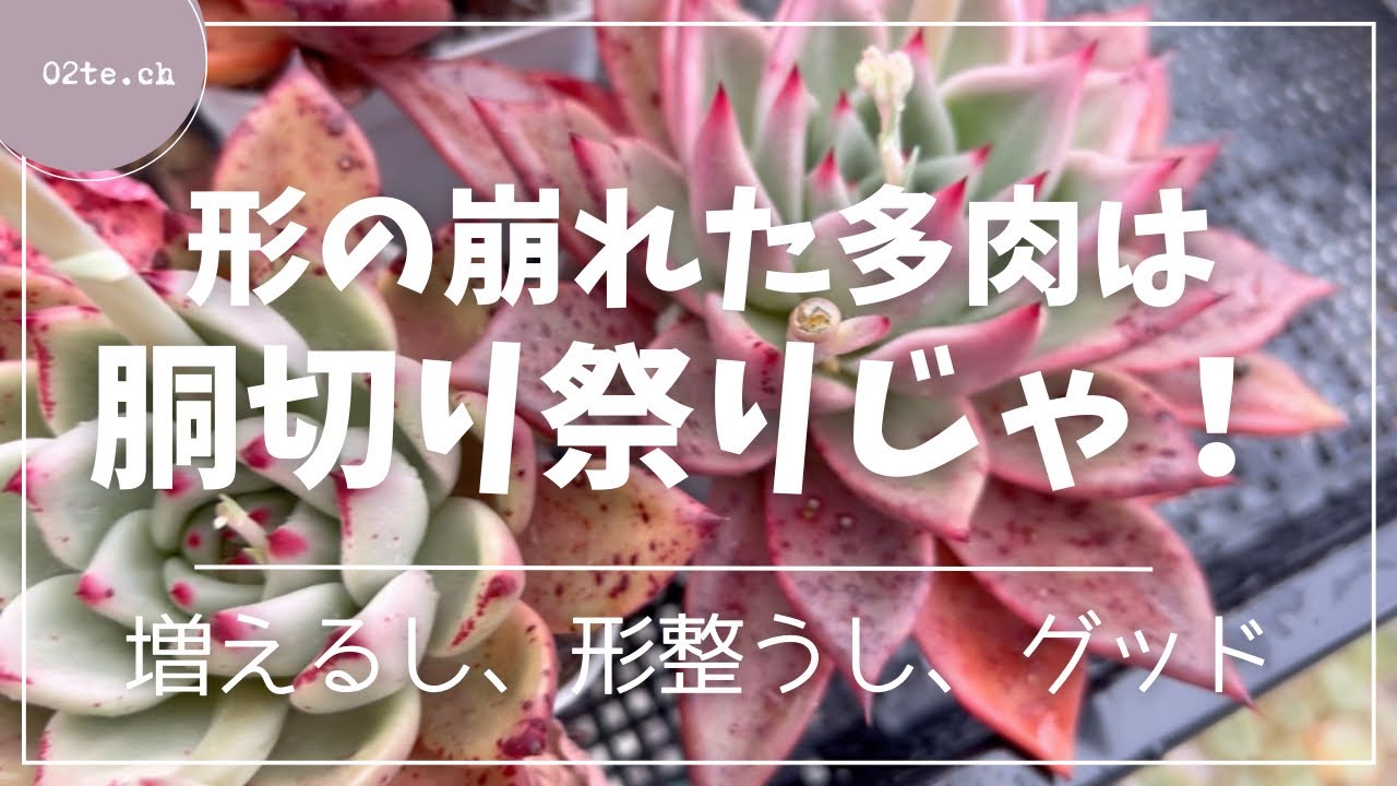 【多肉植物#177】形が崩れても大丈夫！胴切りしちゃお！そして増やしちゃお！