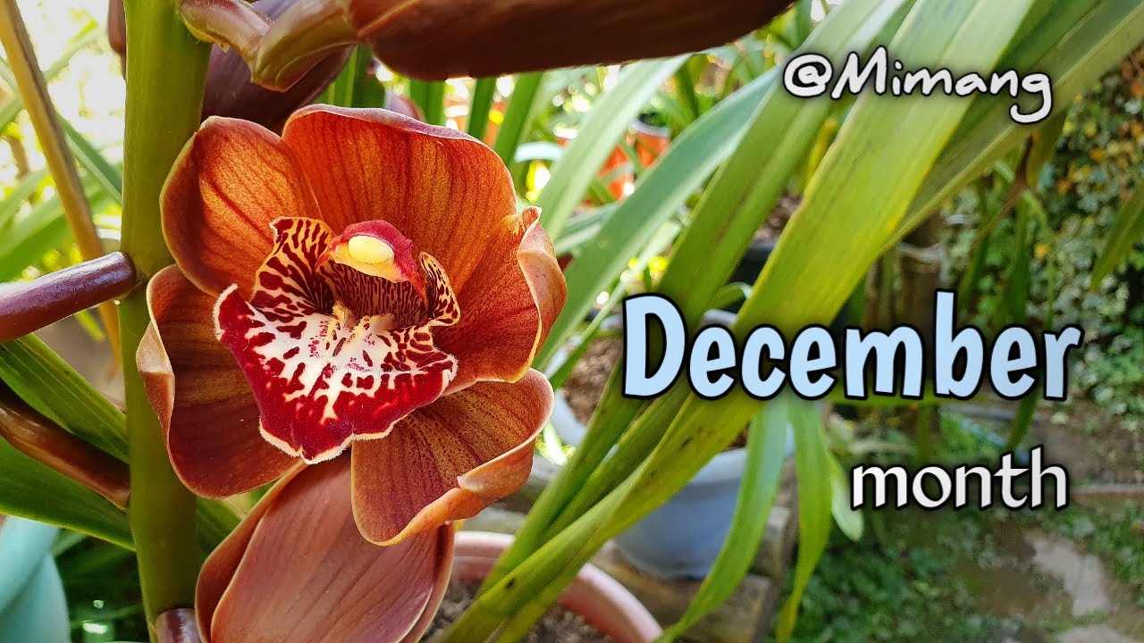 December Month / Cymbidium Orchid Flowers // Mimang Vlog !