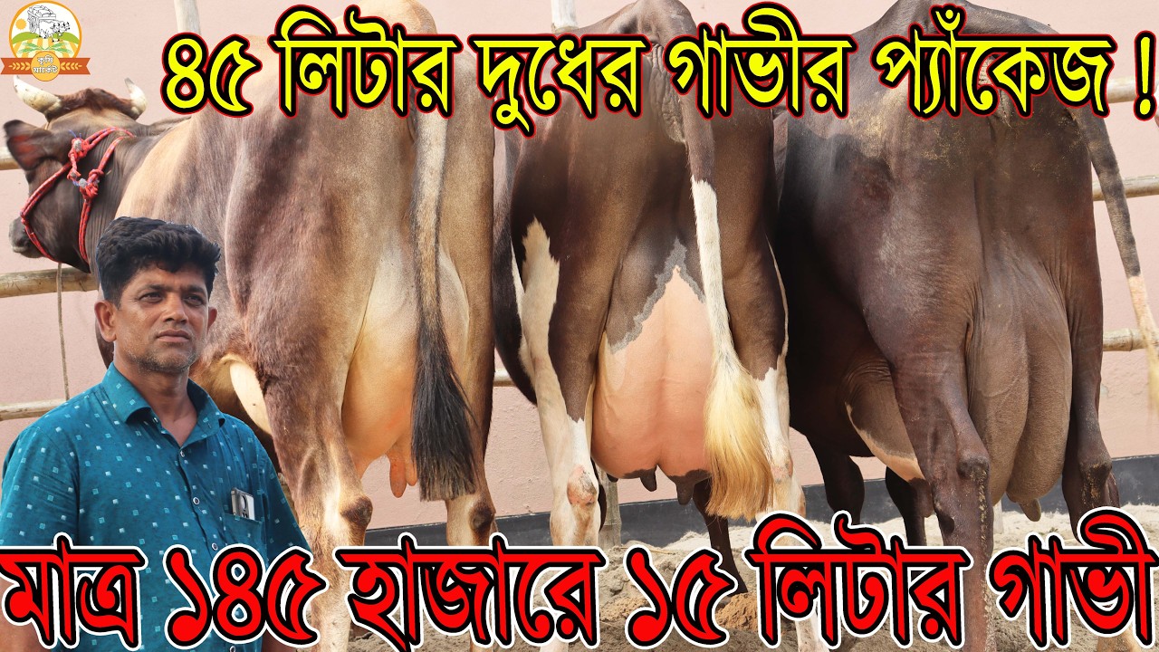 মাত্র ১৪৫ হাজারে বাচ্চাসহ ১৫ লিটার গাভীর প্যাঁকেজ ও মাত্র ২৩০ হাজারে ৪ টি ও ২০ লিটার দুধ ধামাকা দাম