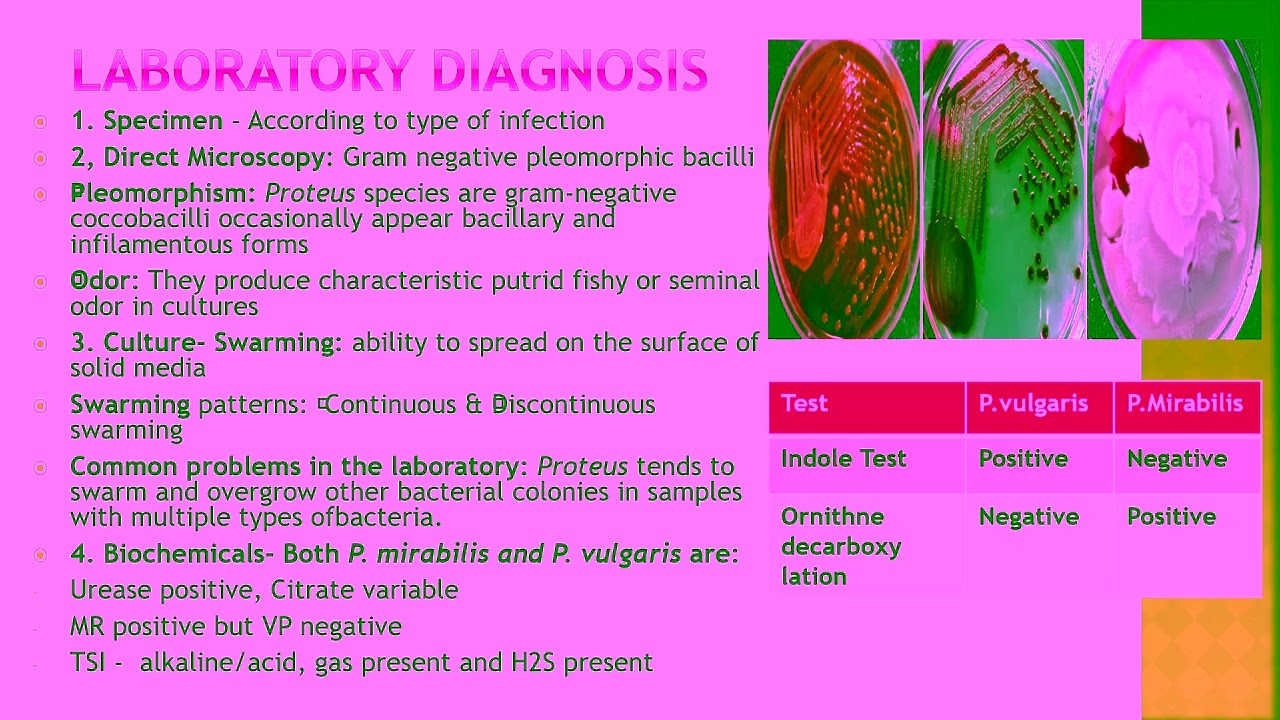 NURSING  7   Enterobacteriaceae  DR  MUTHA