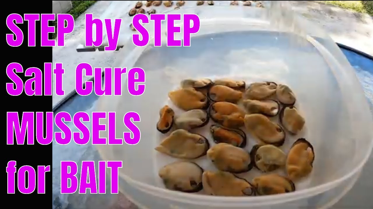 STEP BY STEP FOR CURING MUSSELS IN SALT (CHEAP SHEEPSHEAD BAIT)