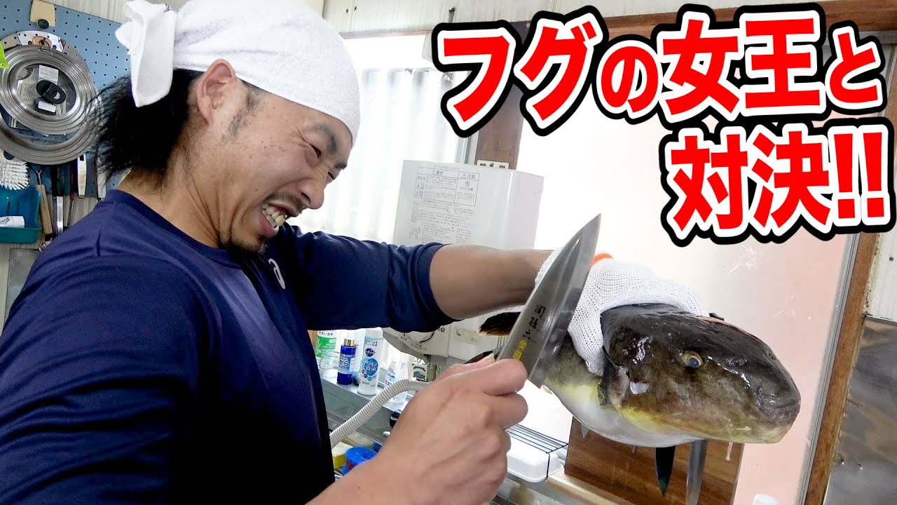 『フグの女王』と呼ばれるフグが手に入ったので兄貴に捌いてもらって食べてみました！！