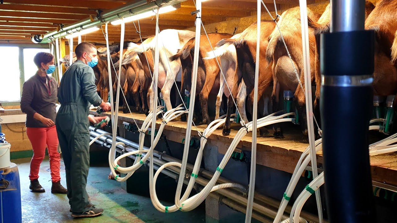 Un tour de quesería│¿Cómo hacer un queso francés?│A cheese factory tour │La Biquetterie -VAUCREMONT
