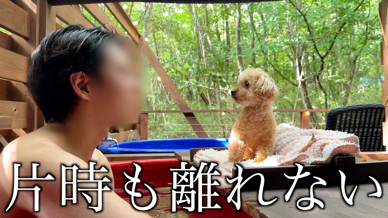 超甘えん坊トイプードルと温泉旅行に行くとこうなります