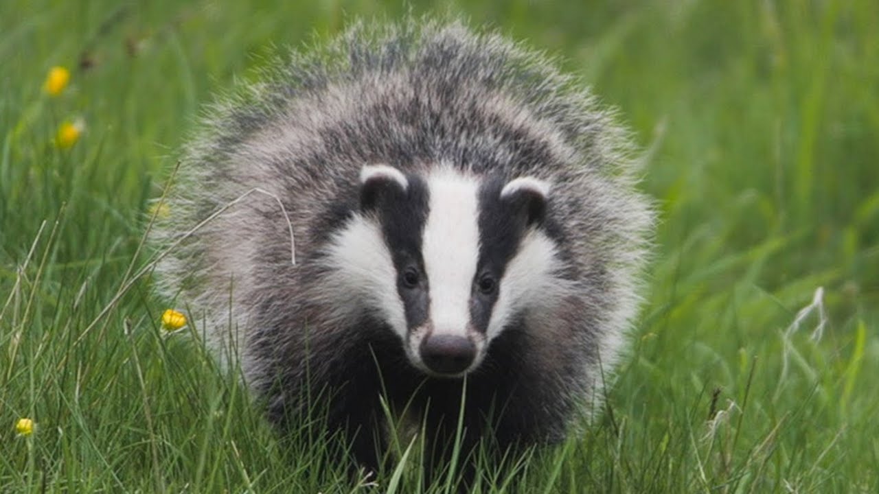 Watching Badgers 🦡 in Summer | Discover Wildlife | Robert E Fuller