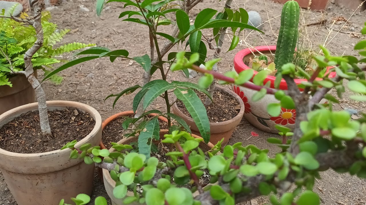 En el jardín 🍀🌵🐕🐈 #siempreverde