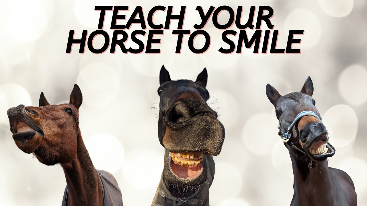 Teach your horse to smile using positive reinforcement