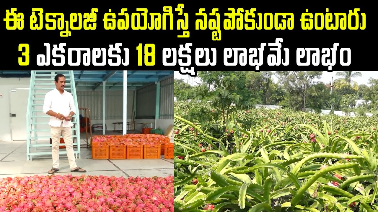 కొండలు గుట్టల్లో ఈపంటవేస్తే తొలిఏడాదికే 18 లక్షలు | Dragon Fruit Farming in Telugu | KiranTV Rythu