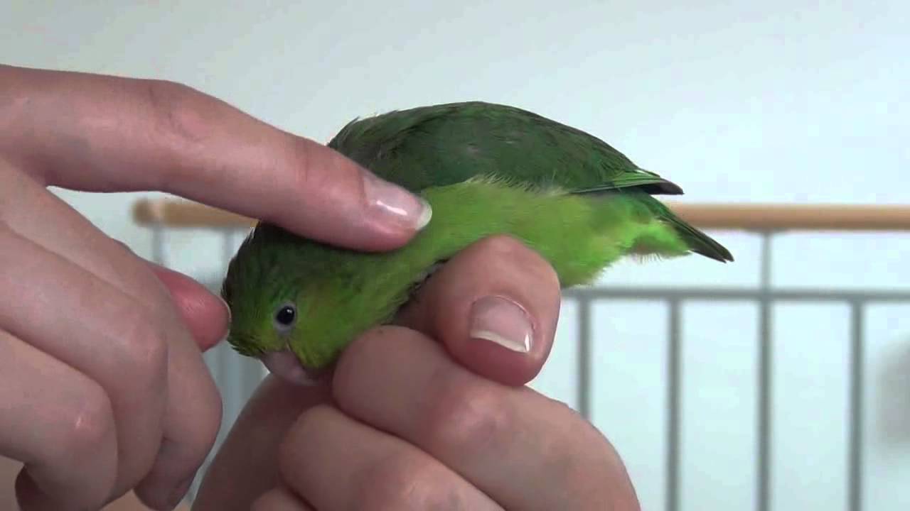 Lilly - young pacific parrotlet