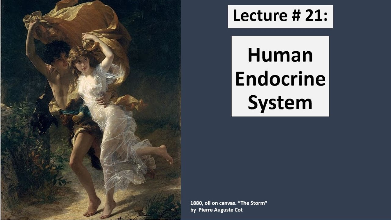 LECTURE 21: Endocrine system