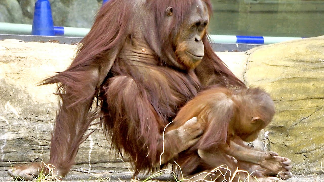ほのぼの可愛いアピ兄ちゃんとホッピー、鼻づまりキューさん・オランウータン　2023/02/02