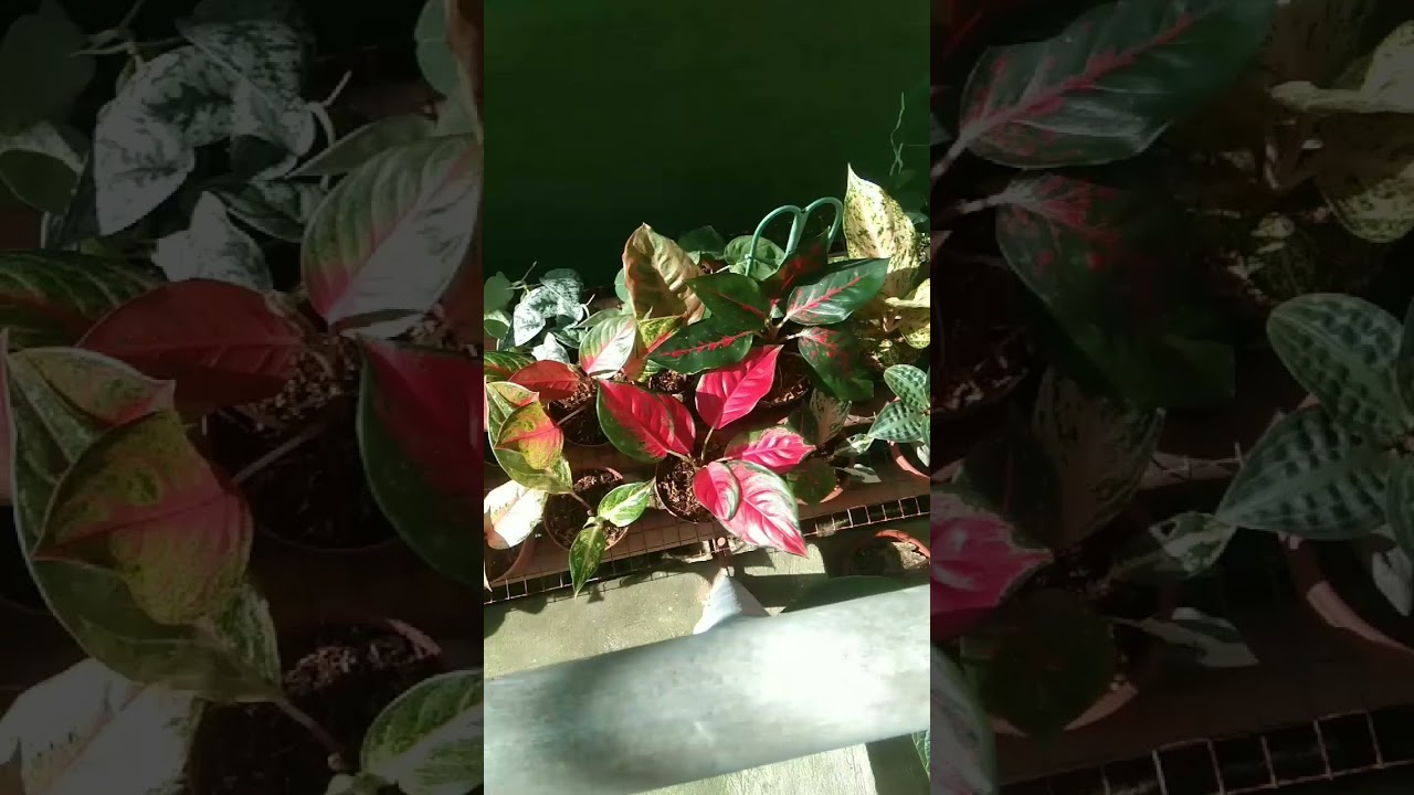 Hope you enjoyed the weekend as much as I do. 💚#planthobby #aglaonema #aglaonemalovers