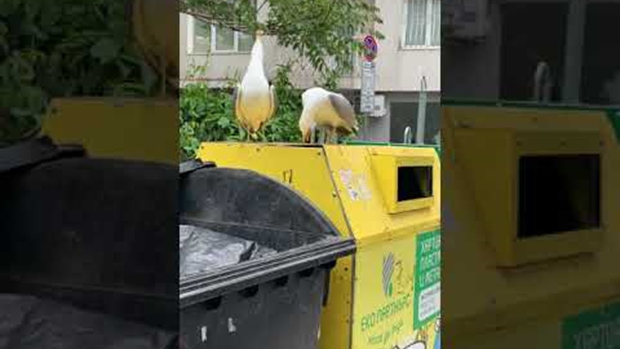 Seagulls Sound Funny Laughing || ViralHog