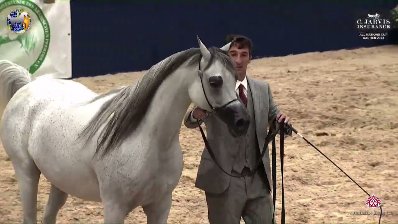N 84 D SHIHANAH   39th All Nations Cup   Aachen   Mares 4 6 Years Old Class 7B