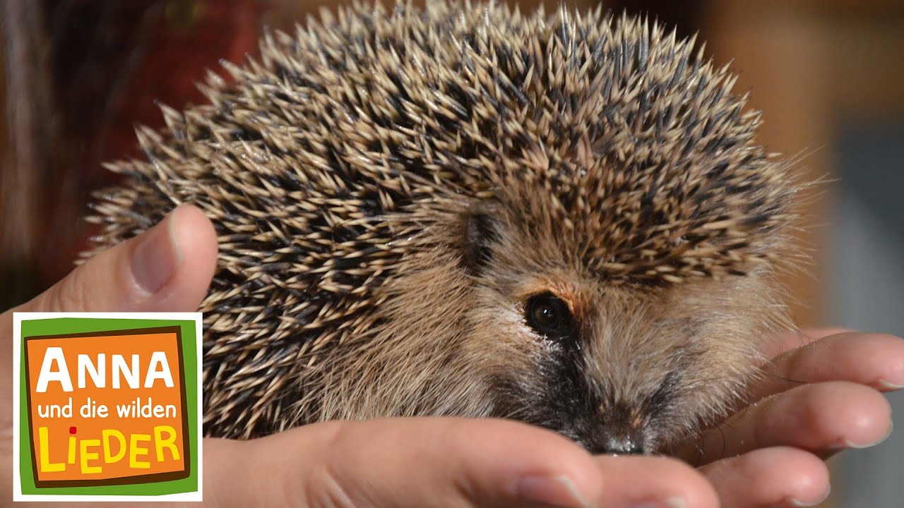 Das muss der Igel sein | Kinderlied mit Tieren | Anna und die wilden Lieder