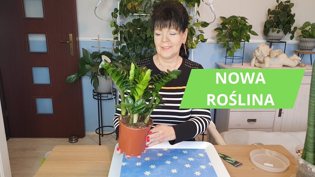 Zamiokulkas Zenzi 💚 Przesadzanie i aktualizacja 1 rośliny