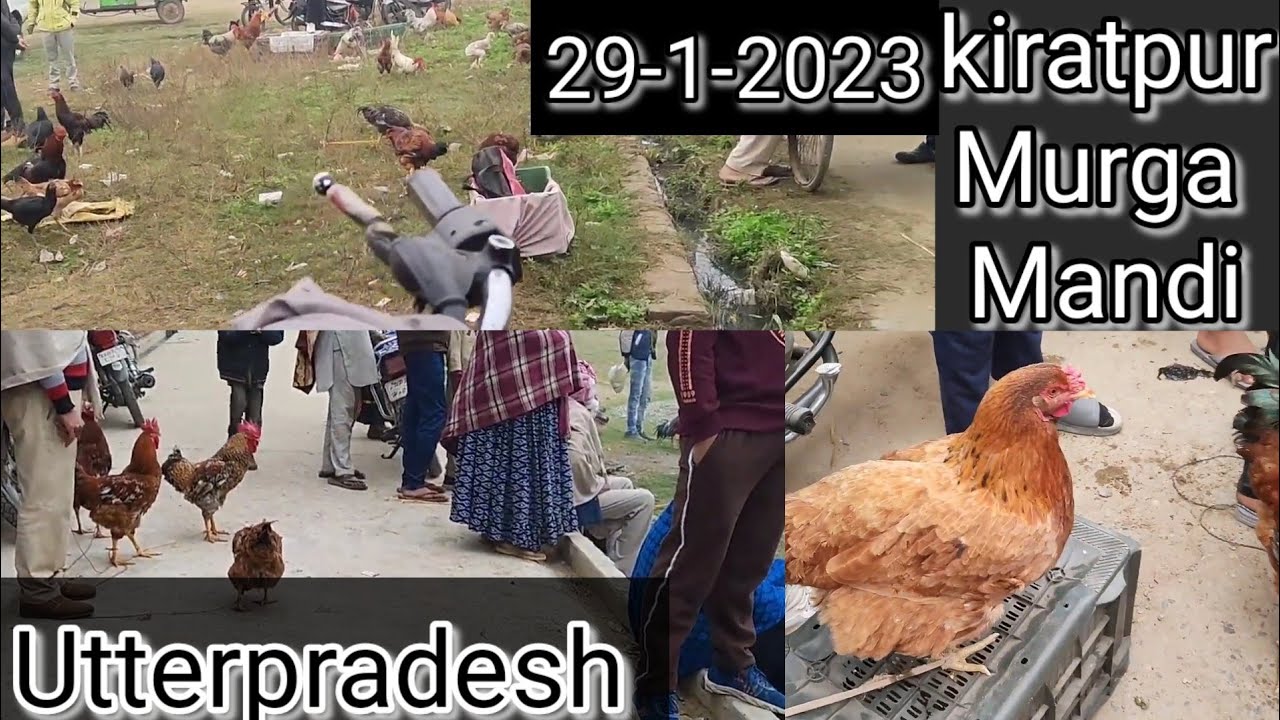 Kiratpur murga market #hen #aseel #birds #sundaybirdmarket #chicken #chicks #desimurga #kiratpur