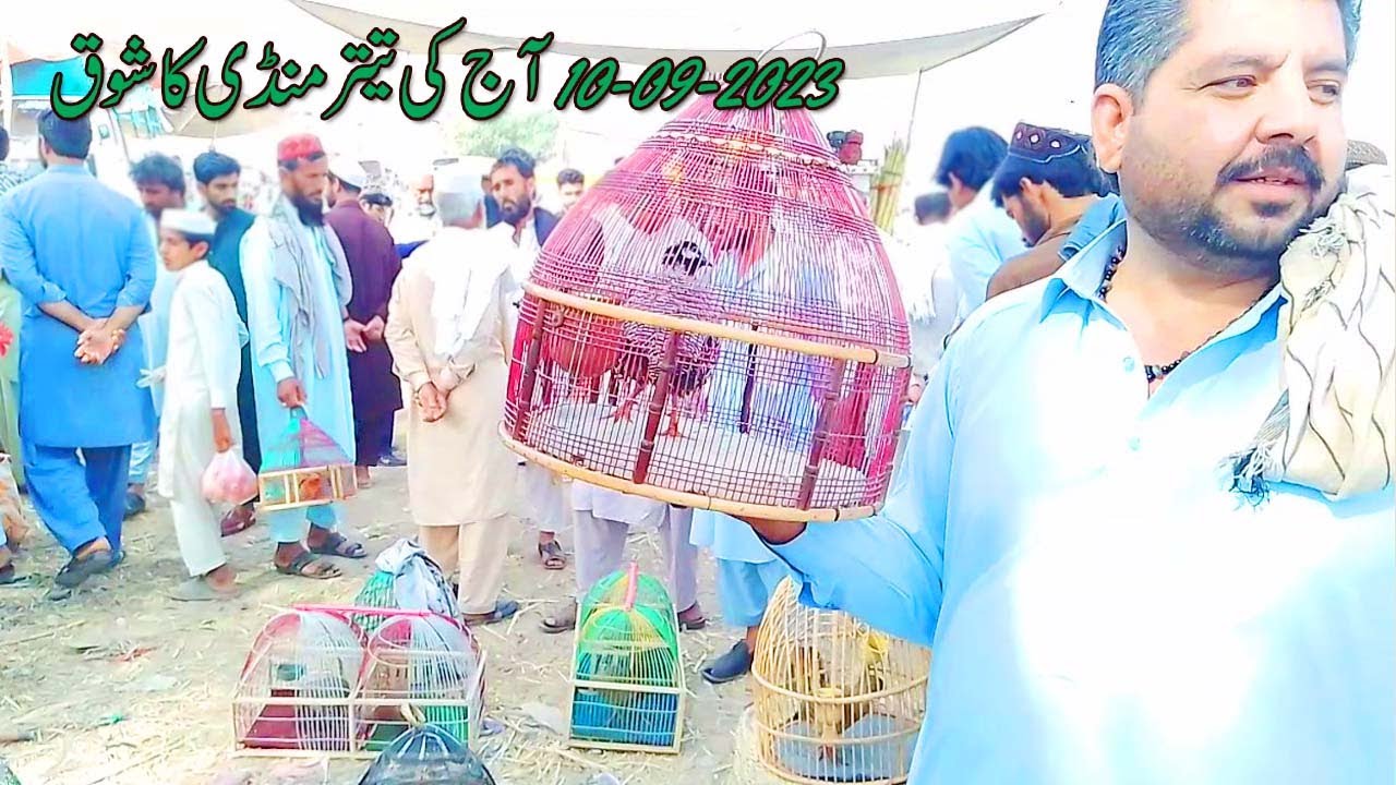 Pakistan ke bare teetar mandi 2023 | teetar mandi | birds market | sind ke teetar mandi | kala tee