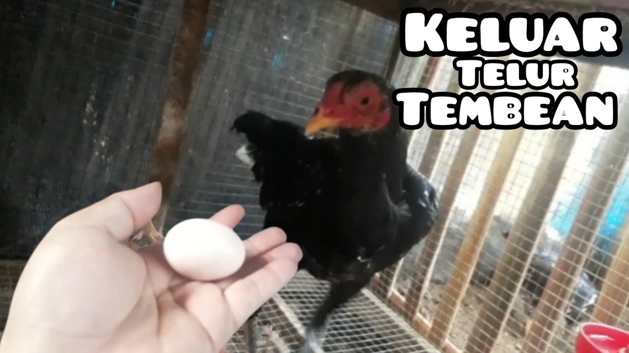 AYAM BETINA PERTAMA BERTELUR | DENGAN UKURAN AGAK KECIL