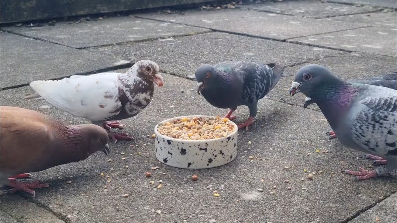 Feeding Pigeons at Home 🤍🕊️