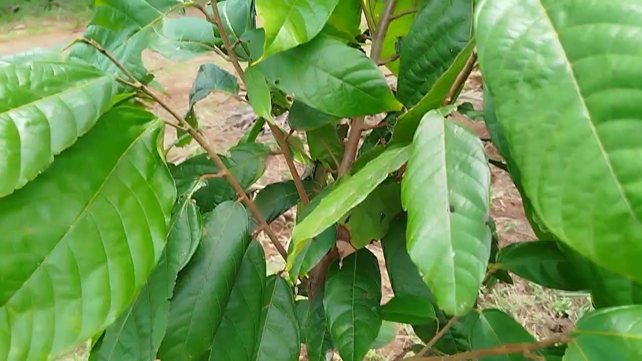 Plantio de cacau consorciado com o açaí será que dá certo.